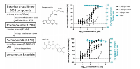 沙粒病毒入侵抑制劑研究獲進(jìn)展